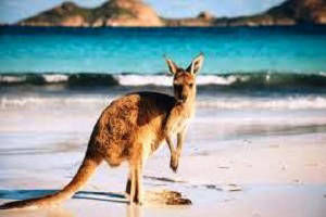 Australia Tour, Tour packages for Australia, Australia Sightseeing, Shopping in Australia, Book hotels and Resorts in Australia, Book cheap flights for Australia, Holidays in Australia, Australia tour operators, Honeymoon in Australia, Book Beach Resorts in Australia, Australia city tour, Tourist Places to see in Australia, Australia tourism, Tour to Australia, sightseeing in Australia