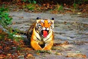 Nainital Corbett Kausani tour packages