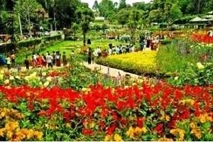 Book Hotels in Kodaikanal, Tour Packages for Kodaikanal, Kodaikanal sightseeing, Kodaikanal Hotel rates, Places to See in Kodaikanal, Rent a Car for Kodaikanal Tour