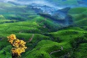 Find Best Deals for Munnar Hotel Booking, Tour Packages for Munnar, Tour operators for Munnar, Book Hotels & Resorts in Munnar, Munnar Sightseeing, Tourist Places in Munnar, Kerala Tour Packages