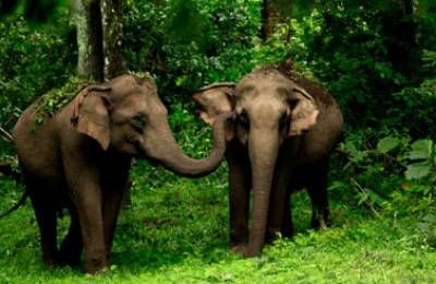 Book Hotels in Wayanad, Resorts in Wayanad, Wayanad Hotel rates, Tour Packages for Wayanad, Book Budget Star Luxury Hotels & Resorts in Wayanad